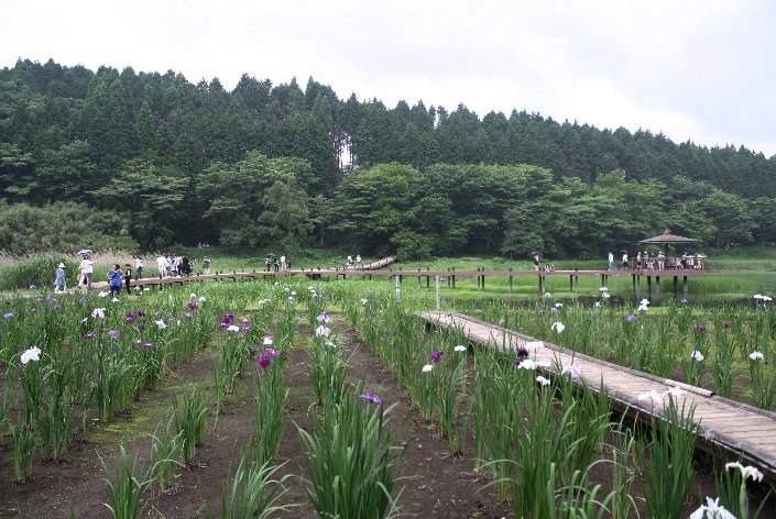 しょうぶ園・・・Yan