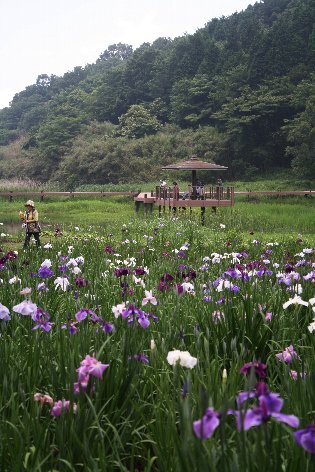 しょうぶ園・・・Yan