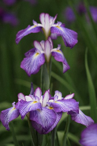花しょうぶ