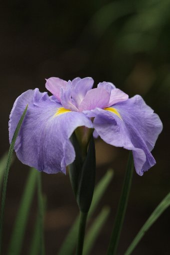 花しょうぶ