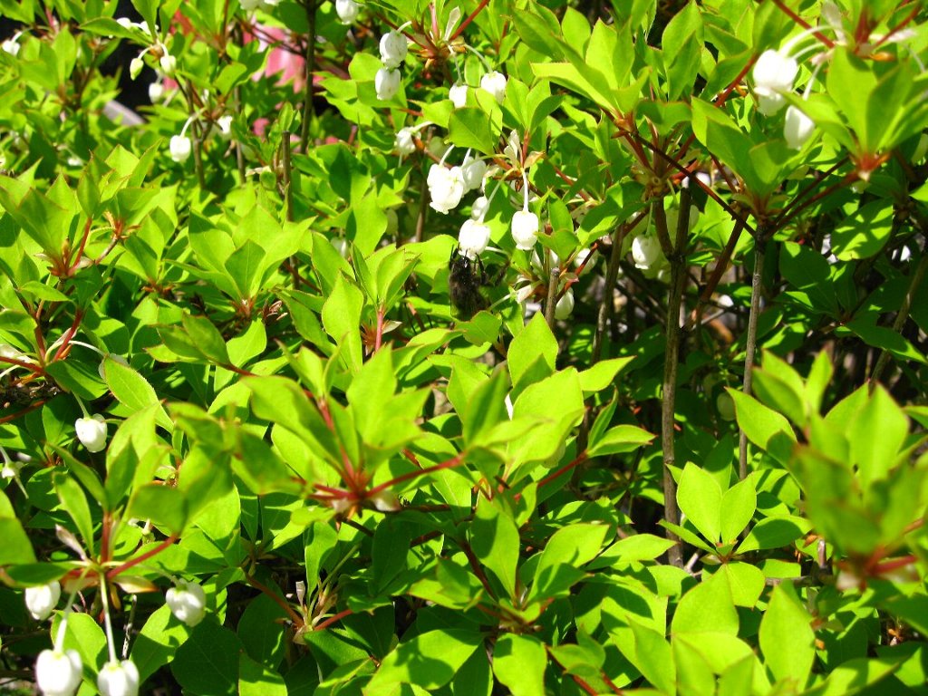 ハチはど〜こだ