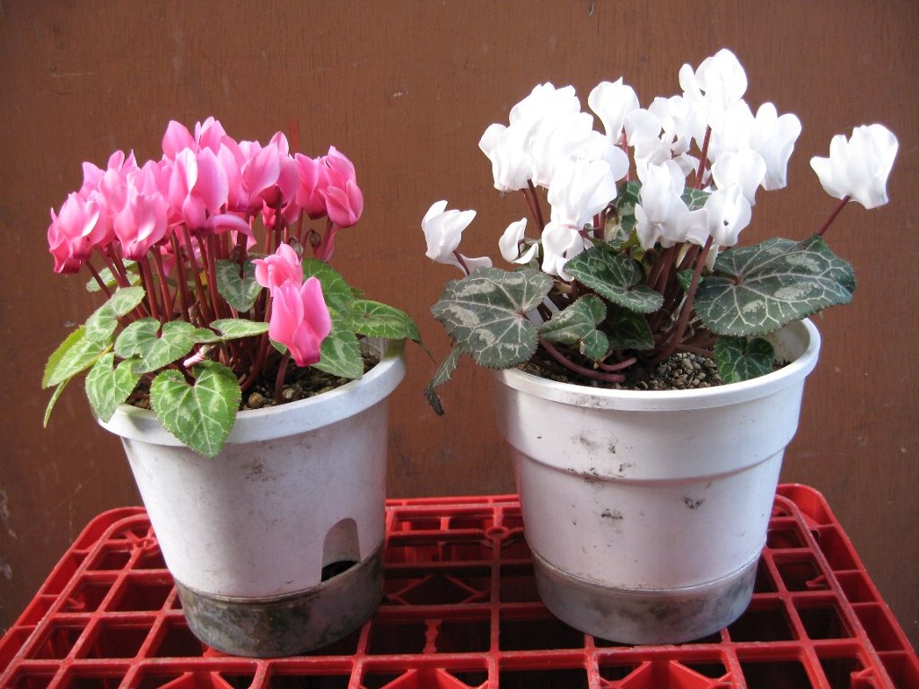 いつも仲良しガーデニングシクラメン