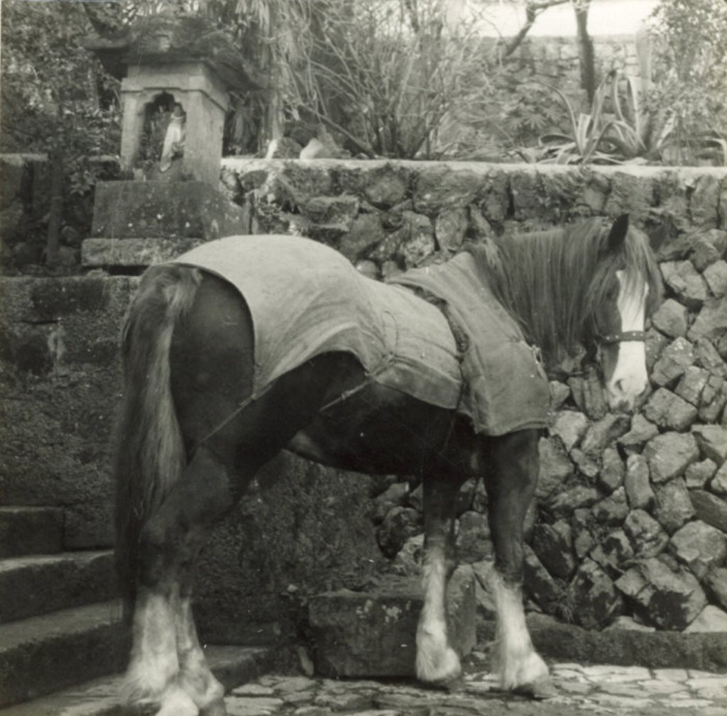 1966・午年「アオ」