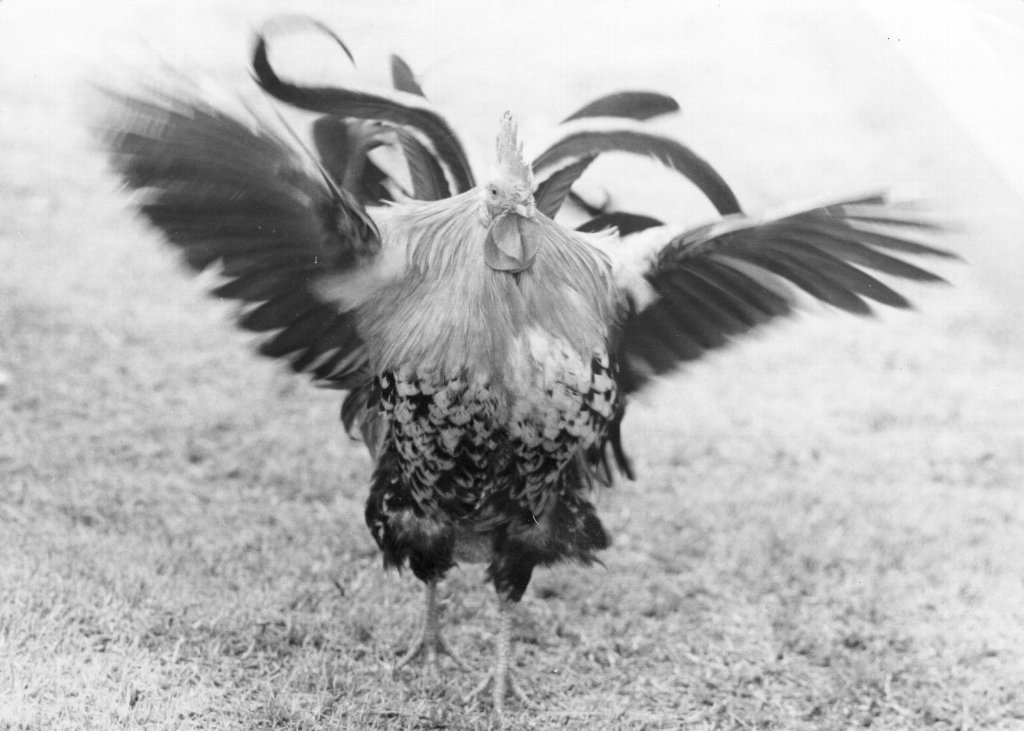 1981・酉年チャボ