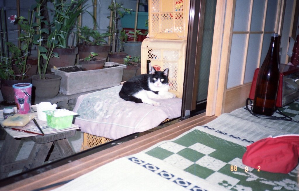 1988ミーの子供クロ