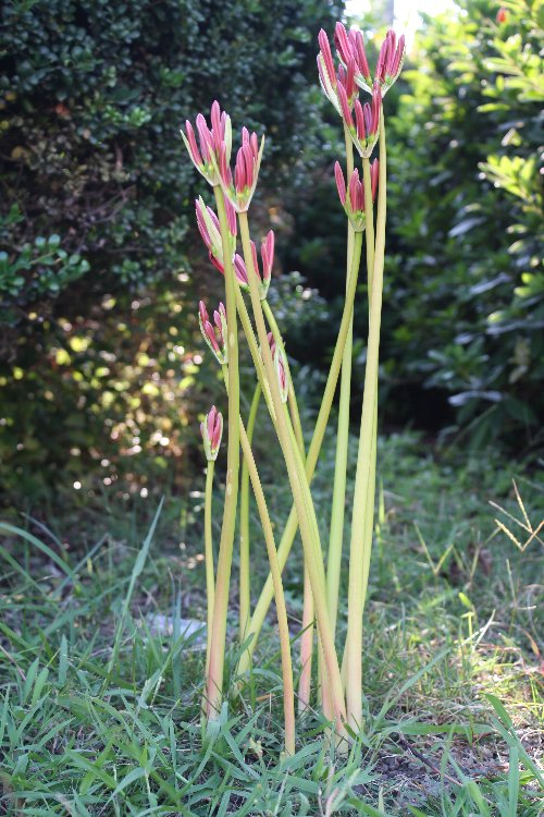 �S�V����