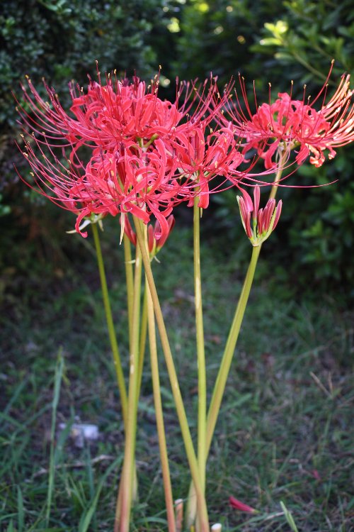 �炢�����`