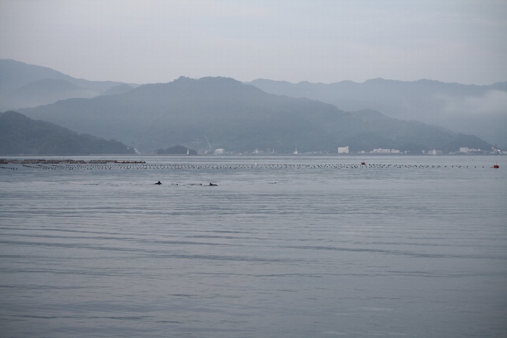 �p���֌������C���J