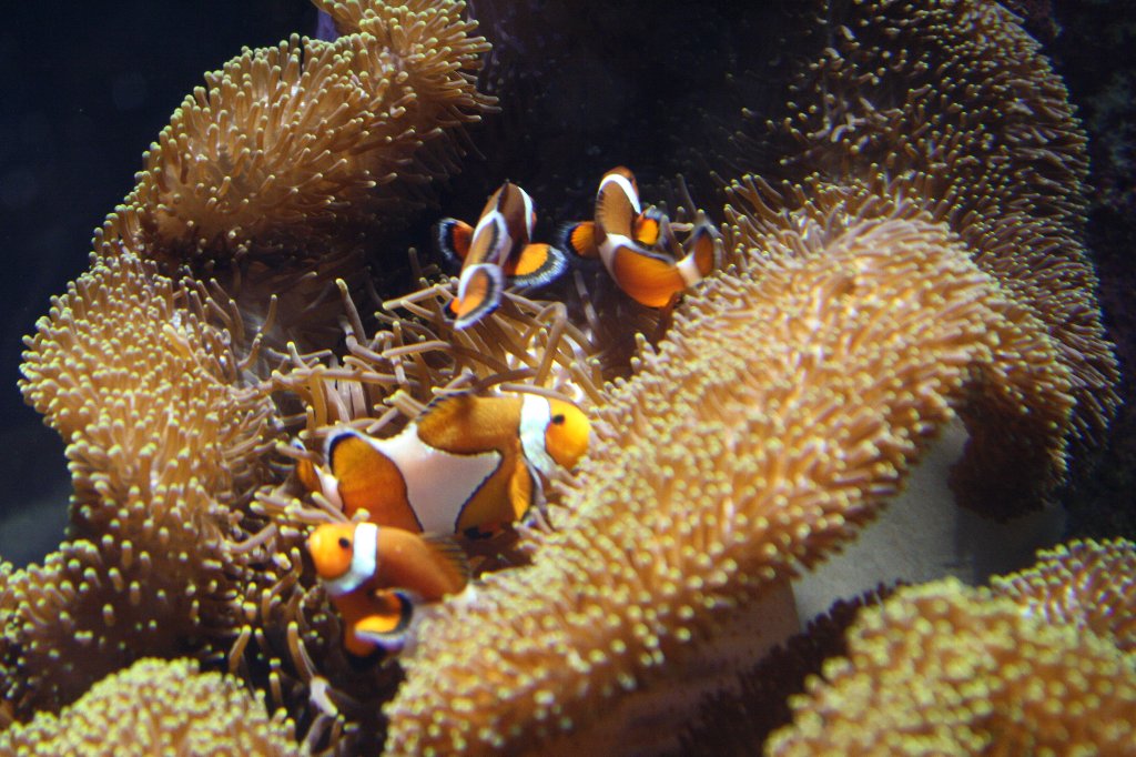 カクレクマノミ