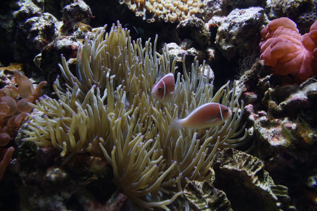 ・・・ハナダイ