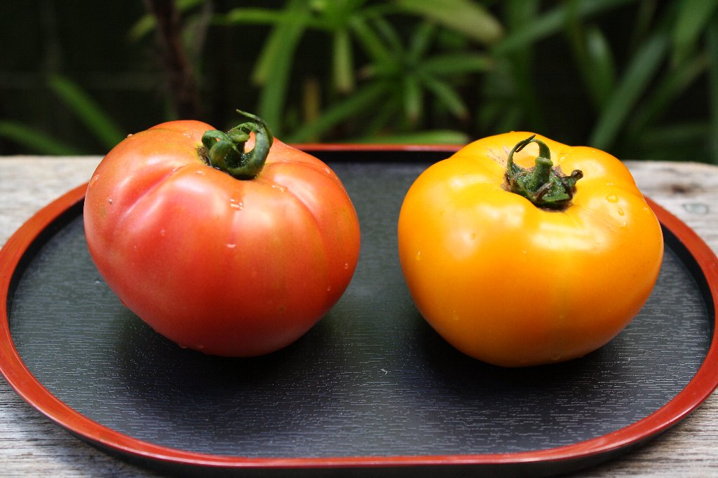 赤いトモトと黄色のトマト