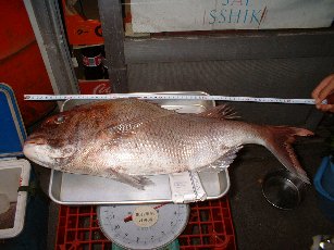 ３Ｋｇの鯛