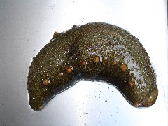 塩を掛ける