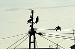 60716153.jpg