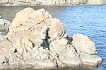 61203573.jpg