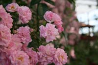 IMG_5025