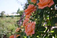 IMG_5030