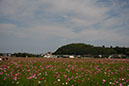 _MG_9425